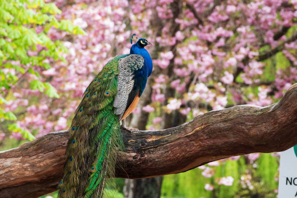 Beautiful Peacock Perched on Branch stock photo
