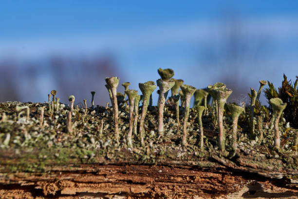 Ascocarpo Fotos Banco de Imagens e Fotos de Stock iStock
