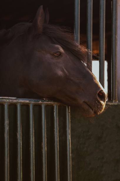 istock Headshot of black Menorquin Stallion 1370176049