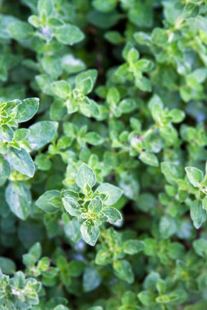 istock Oregano Plant Leaves Close-up 1370177184
