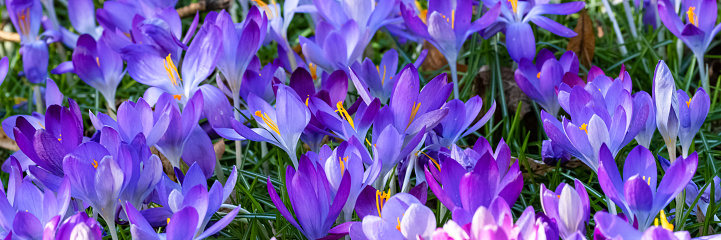 Blue crocus in the garden at the end of the winter