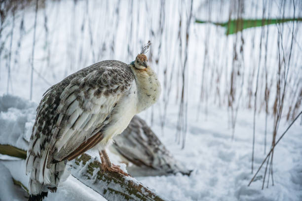 istock Peacock in the Snow at Beacon Hill Park 1370177732