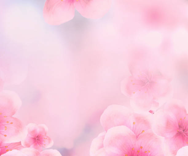 istock Rectangular Japanese Spring Sakura Cherry Blossoms 336x280 Ratio Web Square Banner Pink Background 1370178829