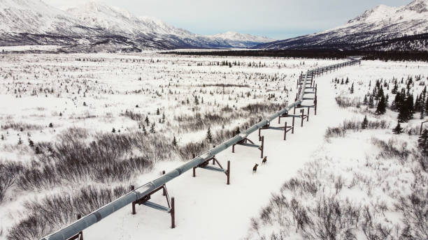 Pipeline Winter Panorama with Two Moose in Diminishing View stock photo