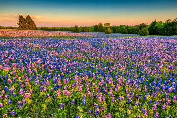 wid texas bluebonnets - field beauty in nature beautiful flower head fotografías e imágenes de stock