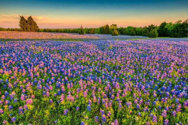 위드 텍사스 블루보닛스 - beauty in nature flower head flower spring 뉴스 사진 이미지