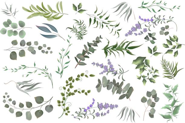 векторный набор трав - fern frond leaf illustration and painting stock illustrations
