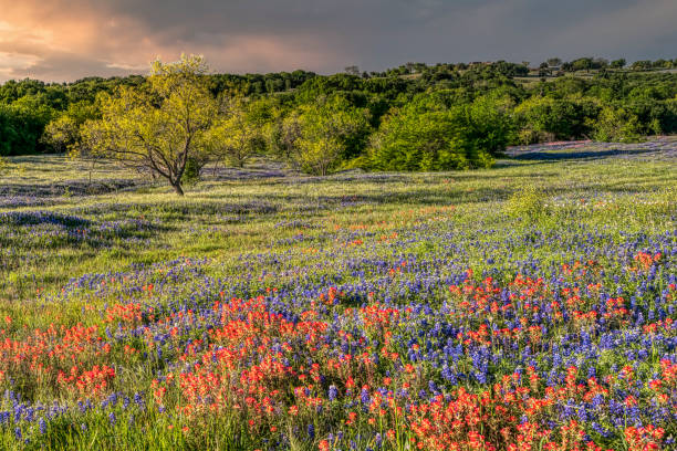 printemps fleurs sauvages dans texas hill country - ranch photos et images de collection