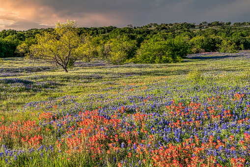 Wildflowers at a ranch in Texas
