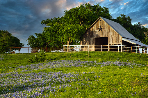 A texas barn in a meadow of bluebonnets