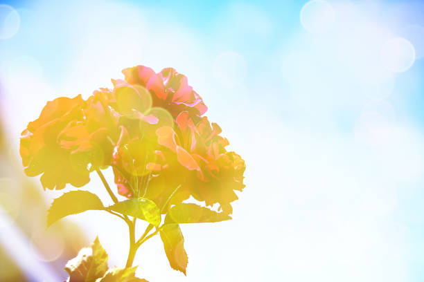 Soft warm nature spring natural background with pronounced bokeh and blur