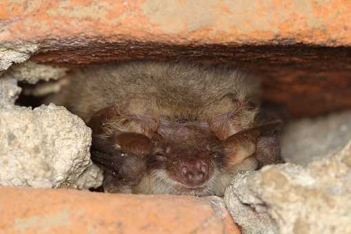 The grey long-eared bat (Plecotus austriacus) during hibernation in the brick wall