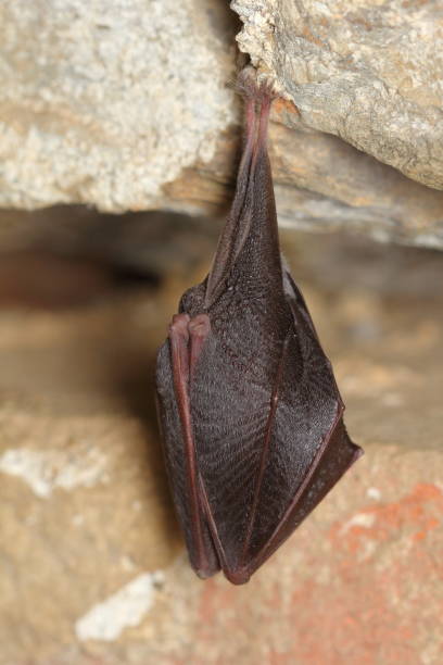 istock The lesser horseshoe bat (Rhinolophus hipposideros) wintering individual on wall 1370180076