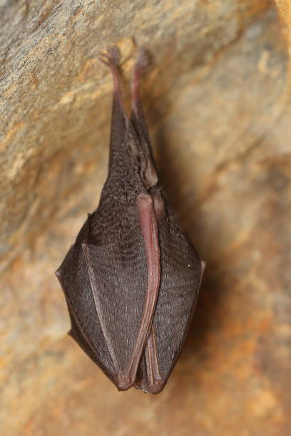 The lesser horseshoe bat (Rhinolophus hipposideros) wintering individual on wall