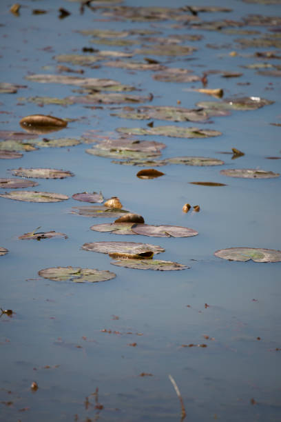 istock Lily Pads at a Lake 1370180960