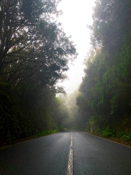 istock Forest highway in Tenerife (Spain) 1370181389