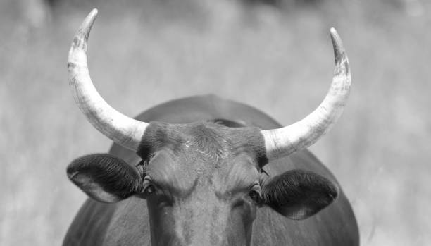 istock Bull on a empty California field 1370182366
