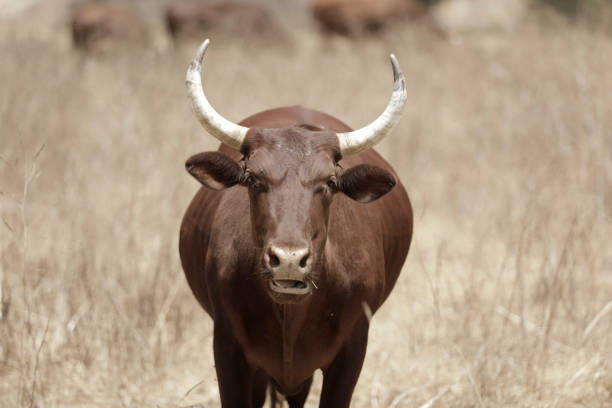 The famous rwandan royal cows . They are issued of the local race \