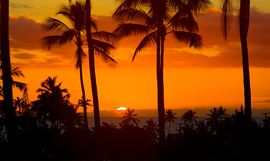 Reflection of palm trees at Fairchild Tropical Botanic Garden at sunset, Coral Gables, FL, USA