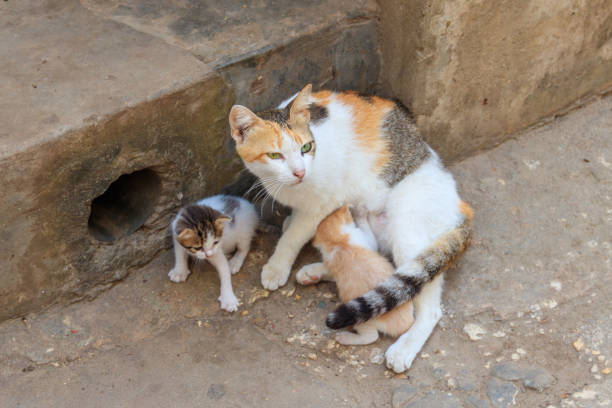 istock Stray cat with two kittens on a city street 1370186702