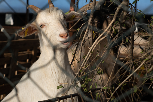 Goat grazing in a barn.