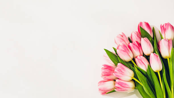 istock Pink tulips on white. Flat lay with copy space 1370188165