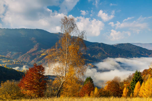 istock Giant valley surrounded by forestry mountains in highland 1370189830
