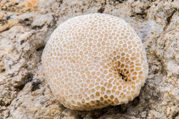istock Round shaped coral on tropical beach. 1370190040