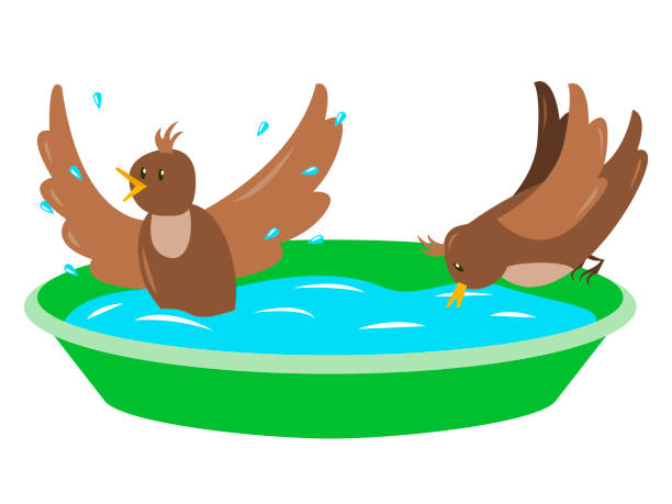 stockillustraties, clipart, cartoons en iconen met two funny birds drink water and bathe in a bright garden tub - bird water bath garden