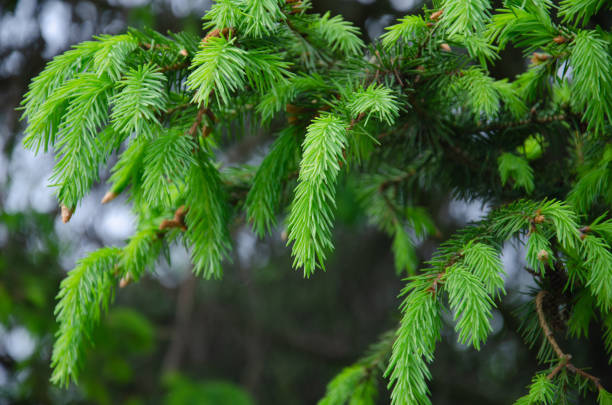 jeunes pommes de pin jaunes sur les branches - pinaceous photos et images de collection