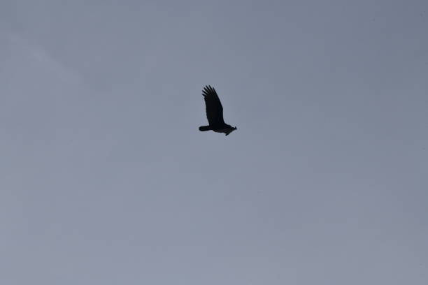 istock buzzard flown off california coast 1370190889