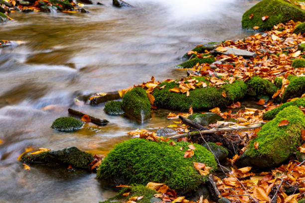 A water cascade in autumn creek with fallen leaves on a rocky shore. Water flows around the stones in the river.