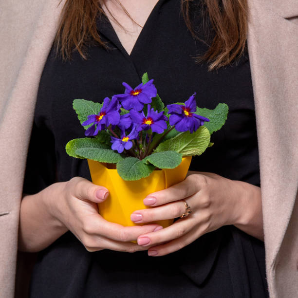 Women's hands hold pot of violets. Gift for women's Day. An image for flower shop, postcard. Selective focus. stock photo