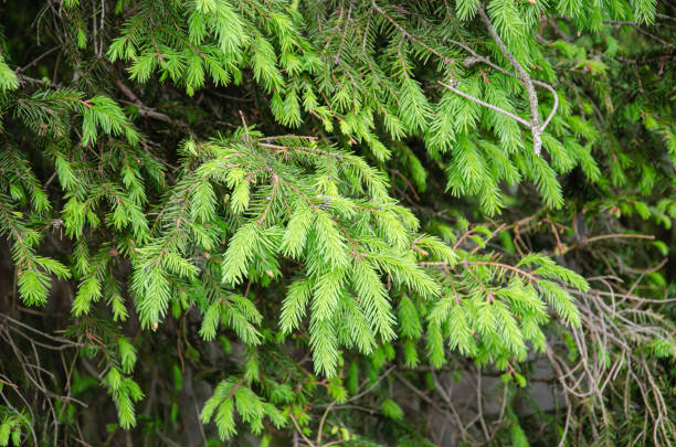 jeunes pommes de pin jaunes sur les branches - pinaceous photos et images de collection