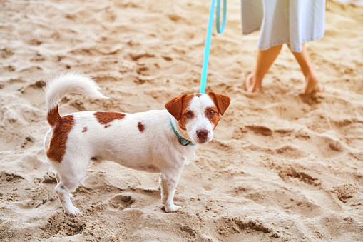 Jack Russell Terrier dog walking on sandy beach. Small Terrier dog on leash with pet owner, sandy beach background. Cute pet, Jack Russell Terrier dog in summer day