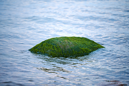 Sea green algae on stone in water. Wet seaweed covered stone, blue sea water around. Green seagrass covered boulder on sea shore, beautiful sea moss ecosystem
