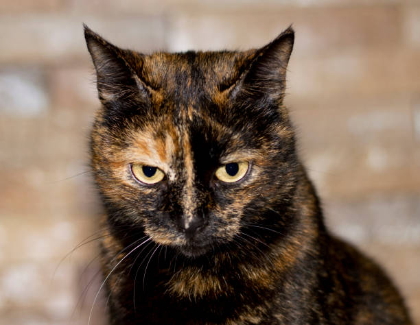 istock Portrait of a mottled tricolor mongrel cat 1370193097