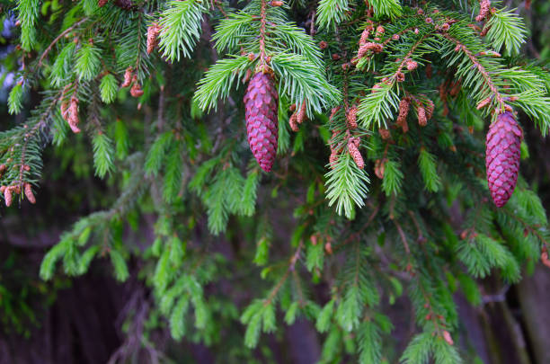 jeunes pommes de pin jaunes sur les branches - pinaceous photos et images de collection