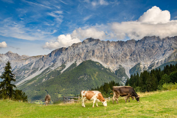 mucche al pascolo 01 - milk european alps agriculture mountain imagens e fotografias de stock