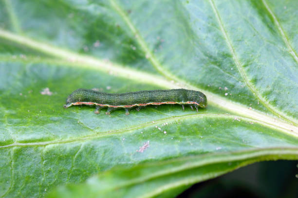 istock Young caterpillar of the cabbage moth (Mamestra brassicae) on a sugar beet leaf. 1370196613