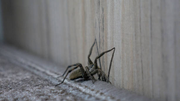 istock Close up of a big wolf spider inside a house. 1370196719