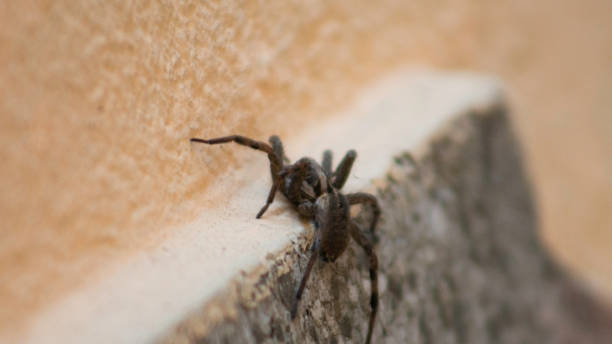 istock Close up of a big wolf spider on a wall. 1370196738
