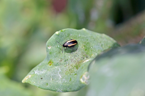 undulata, conocida generalmente como el pequeño escarabajo de la pulga rayada o escarabajo de la pulga del nabo, plaga de muchos cultivos. photo