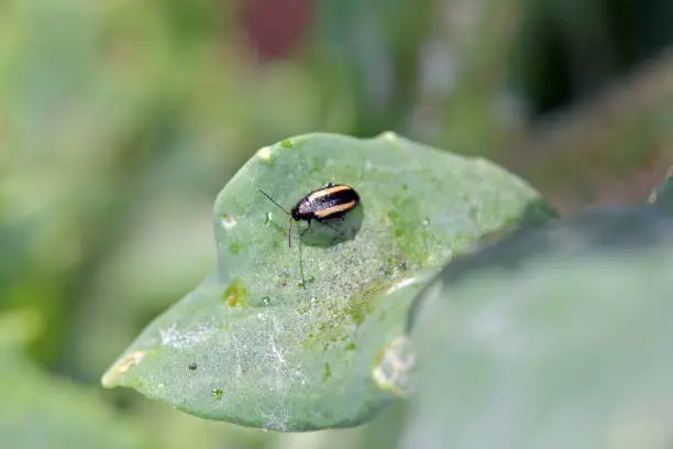 Phyllotreta undulata, known generally as the small striped flea beetle or turnip flea beetle, pest of many crops.