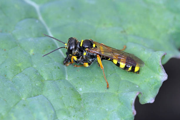 istock A wild wasp with a hunted insect. 1370197640