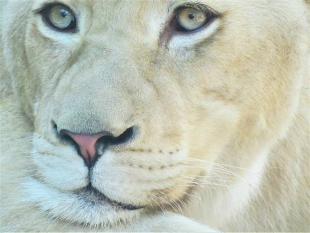 The lioness portrait (Panthera leo).