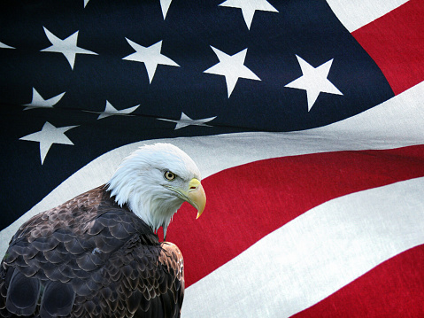 Bald Eagle on a USA red, white and blue, stars and stripes American flag.