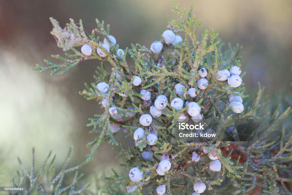 Macro Photo of Juniper Berries A close up photo of a juniper tree with blue berries taken in Oregon at Smith Rock State Park Juniper Tree Stock Photo