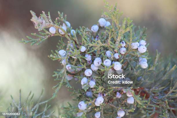 Macro Photo Of Juniper Berries Stock Photo - Download Image Now - Juniper Tree, Oregon - US State, Berry