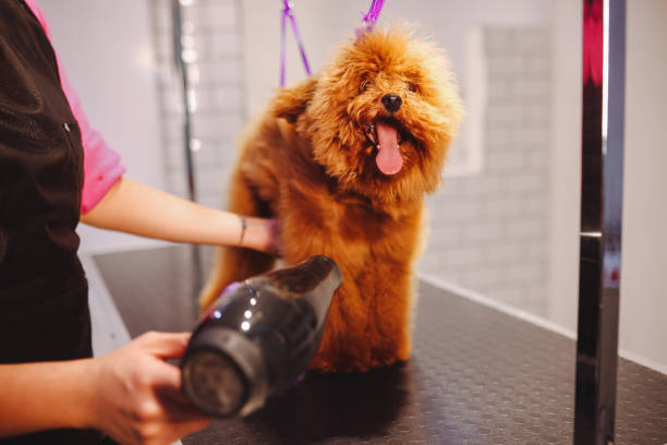 istock Professional Dog Groomer in a Pet Salon 1370201712
